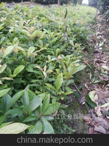 供應金絲楠木苗 楠木小苗圖片