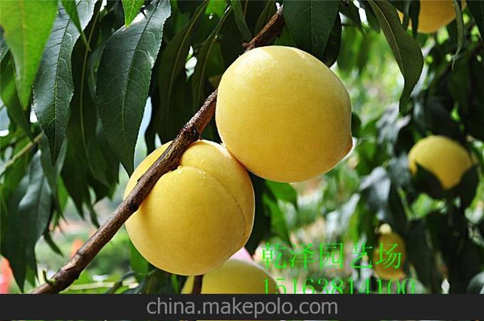 春雪桃樹苗 果面全濃紅色 果重170克 風(fēng)味濃 留樹十天不落果圖片