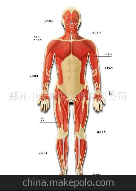 33219 人体肌肉模型 初中生物