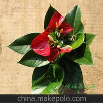 批发办公室内高档花卉盆栽四季开花 养眼观花植物（170）骄阳
