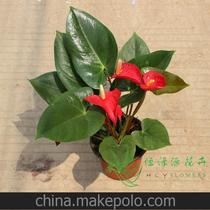 批发办公室内高档花卉盆栽四季开花 养眼观花植物（140）阿拉巴马